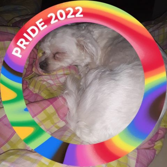 Meet your Posher, Sandy - Picture 1 of 1